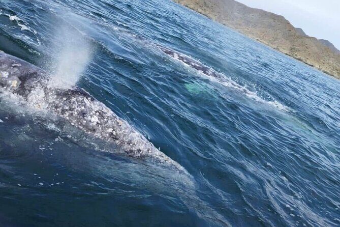 #1 Snorkel La Paz Mexico All Iconic Sites at Once private trip - Practical Tips for Booking & Participation