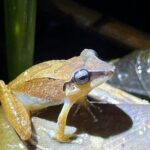 10 Days Birding Photo tour from Andes to Amazon of Ecuador - Value and Pricing Analysis