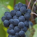 10-Hour Napa Valley Wine Tasting Tour Customized Private Tours - Exploring the Tour Experience