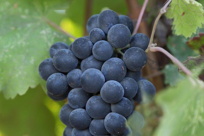 10-Hour Napa Valley Wine Tasting Tour Customized Private Tours - Exploring the Tour Experience