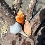 10,000 Islands Shelling Trip Marco Island FL - Practical Details: Transportation, Pricing, and What’s Included