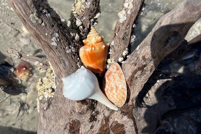 10,000 Islands Shelling Trip Marco Island FL - Practical Details: Transportation, Pricing, and What’s Included