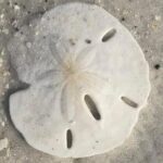 2.5 Hour Shell Key Island Adventure Including Dolphins And Shells - What Makes This Tour Stand Out