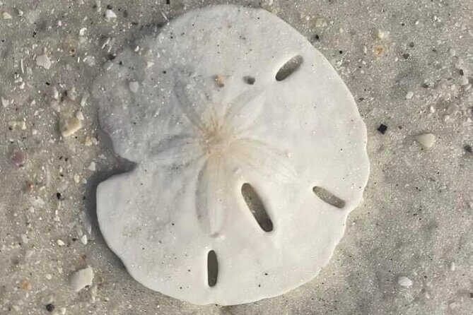 2.5 Hour Shell Key Island Adventure Including Dolphins And Shells - What Makes This Tour Stand Out