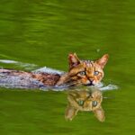 2 Days Private Tour from Bucharest to Black See and Danube Delta - Who Should Consider This Tour?