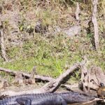 2 Hour Guided Clear Glass Bottom Kayak Tour Gilchrist Blue Spring - What’s Included & What to Keep in Mind