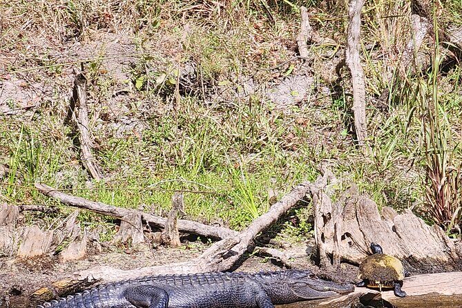 2 Hour Guided Clear Glass Bottom Kayak Tour Gilchrist Blue Spring - What’s Included & What to Keep in Mind
