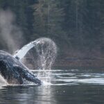 2 Hour Private Marine Wildlife Tour - The Sum Up