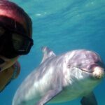 2 Hour Snorkeling and Dolphin Tour - Snorkeling and Wildlife Encounters