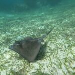 2 hour snorkeling in Arrecife de Puerto Morelos - Authentic Insights from Reviewers