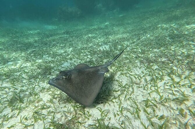 2 hour snorkeling in Arrecife de Puerto Morelos - Authentic Insights from Reviewers