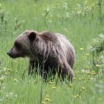 3 Day Banff National Park Johnston Canyon Voyage Car Tour - A Closer Look at the Itinerary