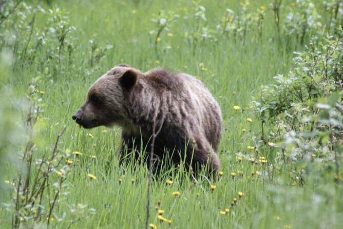 3 Day Banff National Park Johnston Canyon Voyage Car Tour - A Closer Look at the Itinerary