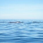 3 Hours of Whale Watching in Puerto Vallarta - Practical Tips for Making the Most of Your Tour