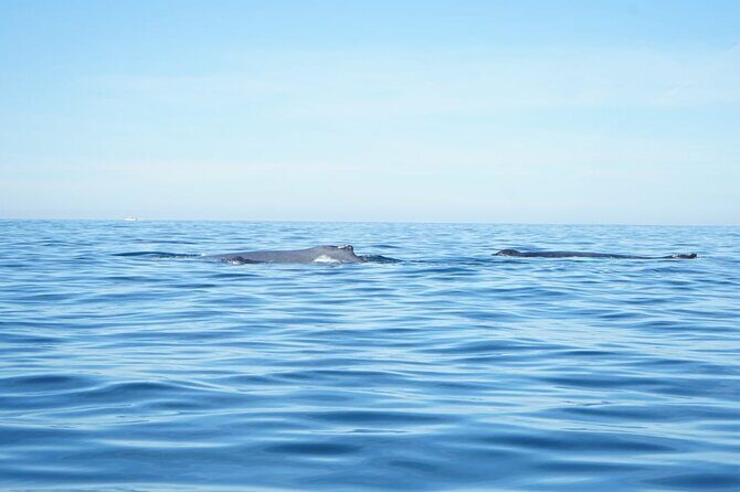 3 Hours of Whale Watching in Puerto Vallarta - Practical Tips for Making the Most of Your Tour