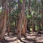 3 Hours Private Hiking and Bushwalking in the Aiea Loop Trail - Reviews and Insights from Past Participants