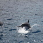 3H Shared Barrier-Free Cruise with Turtles Dolphins & Whales - What Makes This Tour Special