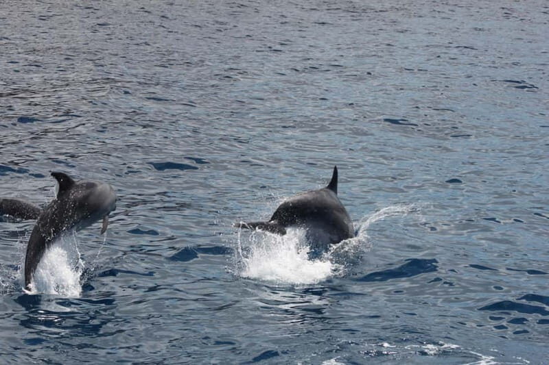 3H Shared Barrier-Free Cruise with Turtles Dolphins & Whales - What Makes This Tour Special