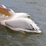 4 Day Safari Maasai Mara, Lake Nakuru and Lake Naivasha - Who Would Love This Tour?