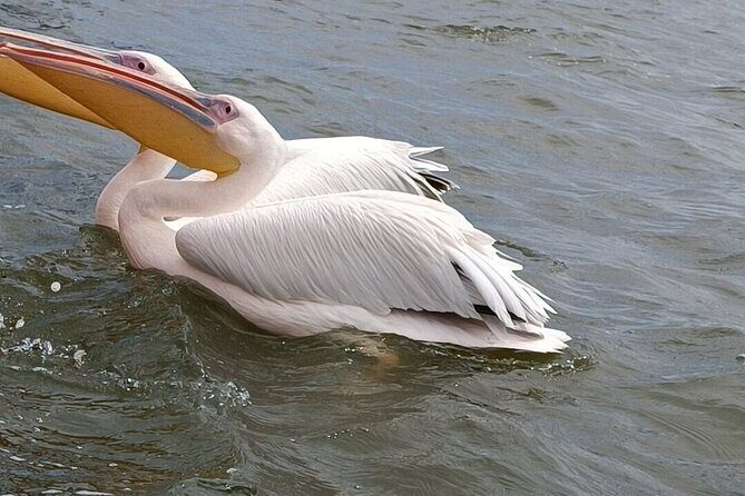 4 Day Safari Maasai Mara, Lake Nakuru and Lake Naivasha - Who Would Love This Tour?