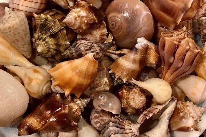 4 Hour Egmont Key Island Tour With Dolphins & Snorkeling Included - Wildlife and Nature Highlights