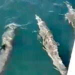 4-Hour Private Whale Watching in Puerto Vallarta - Why This Tour Offers Good Value