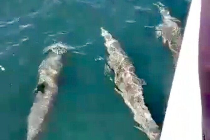 4-Hour Private Whale Watching in Puerto Vallarta - Why This Tour Offers Good Value