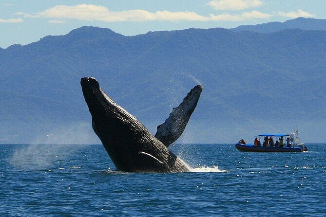4-Hour Whale Watching Cruise in Puerto Vallarta - Detailed Breakdown of the Experience