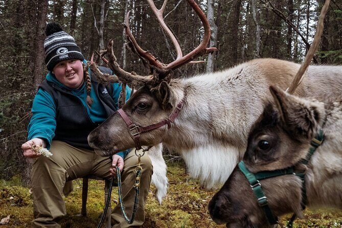 45 Minute Private Reindeer Tour - The Meeting Point and Logistics