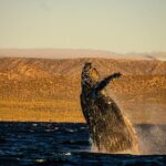 5-Day Baja Whale Safari: 2 Whale Species & Snorkeling Experiences - A Deep Dive into the Baja Whale Safari