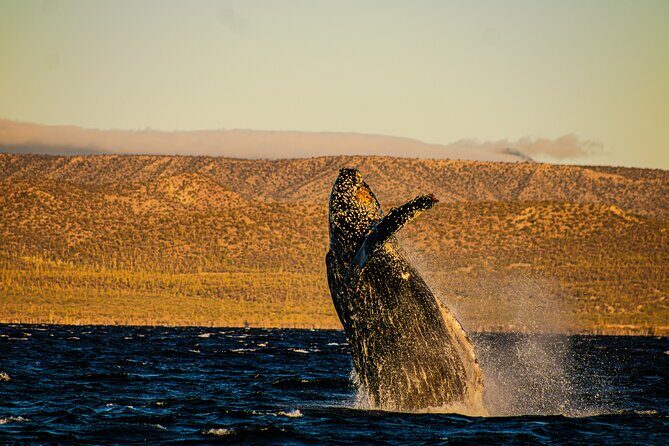 5-Day Baja Whale Safari: 2 Whale Species & Snorkeling Experiences - A Deep Dive into the Baja Whale Safari