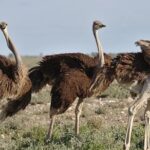 7-Day Garden Route Safari Adventure from Cape Town - Transportation, Accommodation, and Overall Value