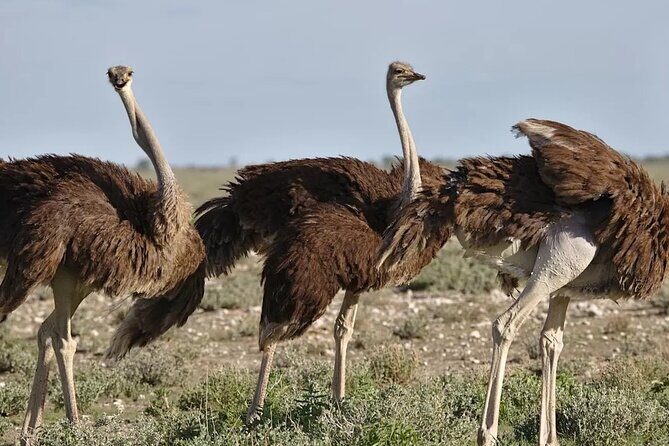 7-Day Garden Route Safari Adventure from Cape Town - Transportation, Accommodation, and Overall Value