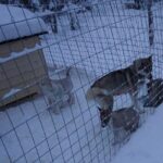 8-10km Husky Ride in the Taiga Forest and visiting the Kennel - The Value Proposition: Is It Worth the Price?