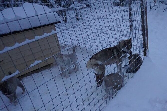 8-10km Husky Ride in the Taiga Forest and visiting the Kennel - The Value Proposition: Is It Worth the Price?