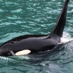 8hr Kenai Fjords Whale Watching Tour w/ 1hr Fishing 16 Passengers - An In-Depth Look at the 8-Hour Kenai Fjords Tour