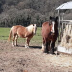 A Day Hike in Mervent Forest (Vendée) - Practical Details and Tips