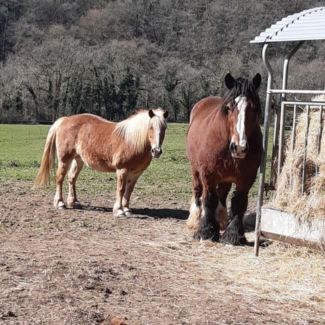 A Day Hike in Mervent Forest (Vendée) - Practical Details and Tips