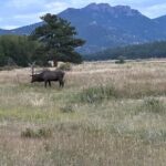 A Rutin' Good Time; Elk Tour in Rocky Mountain National Park - The Experience: Pros and Cons
