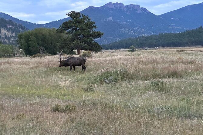 A Rutin' Good Time; Elk Tour in Rocky Mountain National Park - The Experience: Pros and Cons