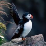 Aberdeen: Bullers of Buchan Puffin Watching Tour - The Experience of the Scenery and Wildlife