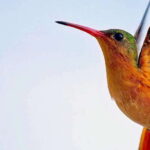 Acapulco: Early Birding Feathered Wonders with Breakfast - What Sets This Tour Apart?