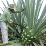 -Acapulco: Mezcal Factory Tasting Learning Experience - A Closer Look at the Mezcal Factory Tasting Learning Experience