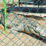 -Acapulco:3 Palos Lagoon Boat Ride& Crocodile Farm Exprience - What We Love About This Tour