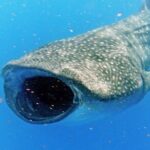 Adventure and Snorkel with the Whale Shark From Playa del Carmen - Potential Drawbacks and Caveats