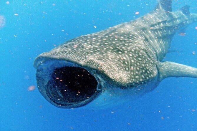 Adventure and Snorkel with the Whale Shark From Playa del Carmen - Potential Drawbacks and Caveats