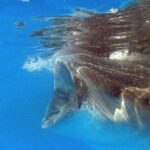 Adventure and Snorkel with the Whale Shark from Tulum - Good To Know