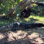 Adventure on the Emerald Coast Ventanilla, Mazunte, Puerto Ángel - Who Should Consider This Tour?