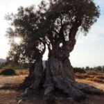 Aegina: Ancient Olive Grove (Eleonas) & Perdika Village Tour - The Experience in Detail
