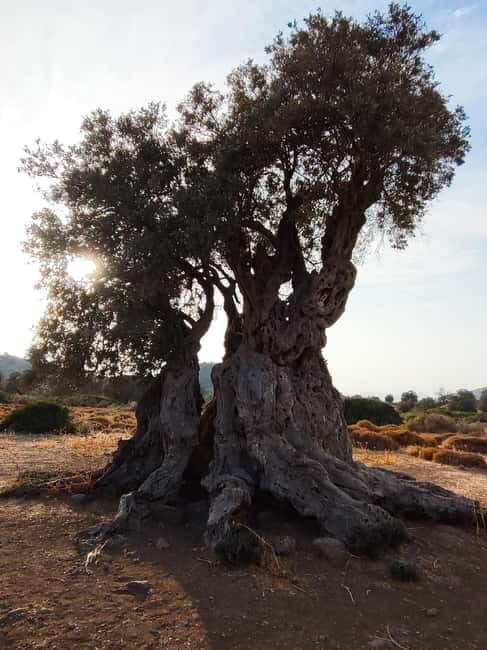 Aegina: Ancient Olive Grove (Eleonas) & Perdika Village Tour - The Experience in Detail